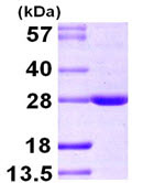 SDS-PAGE - Recombinant Human BAG2 protein (His tag N-Terminus) (AB104795)