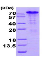 SDS-PAGE - Recombinant Human Bag3 protein (His tag N-Terminus) (AB95384)