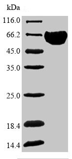 SDS-PAGE - Recombinant Human Band 3/AE 1 protein (Tagged) (AB235968), expandable thumbnail