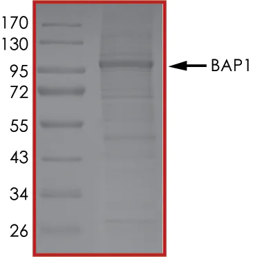 SDS-PAGE - Recombinant human BAP1 protein (Active) (AB268359)