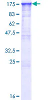 SDS-PAGE - Recombinant Human BAT3/BAG-6 protein (GST tag N-Terminus) (AB152829)
