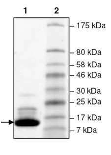 SDS-PAGE - Recombinant human BAZ2B protein (His tag N-Terminus) (AB196402)