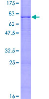 SDS-PAGE - Recombinant Human BBS1 protein (GST tag N-Terminus) (AB157954)