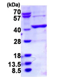 SDS-PAGE - Recombinant Human BCAT2 protein (His tag N-Terminus) (AB124554)