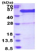 SDS-PAGE - Recombinant Human BCCIP protein - BSA and Azide free (AB180349)