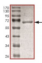 SDS-PAGE - Recombinant Human BCKDK protein (GST tag N-Terminus) (AB177577)