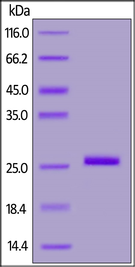 SDS-PAGE - Recombinant Human Bcl-XL protein (His tag) (AB180062)