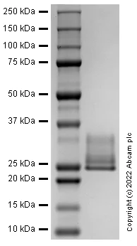 SDS-PAGE - Recombinant Human BCL2 Protein (AB290060)