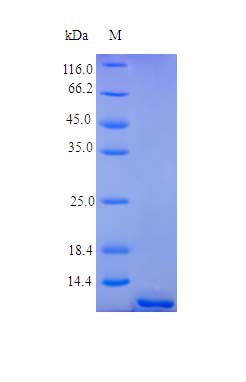 Recombinant human BCMA protein (Active)