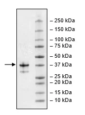 SDS-PAGE - Recombinant human BCMA protein (Active) (Fc tag C-Terminus + Avi tag C-Terminus) (AB269983)
