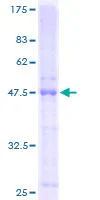 SDS-PAGE - Recombinant Human BCMA protein (GST tag N-Terminus) (AB132007)
