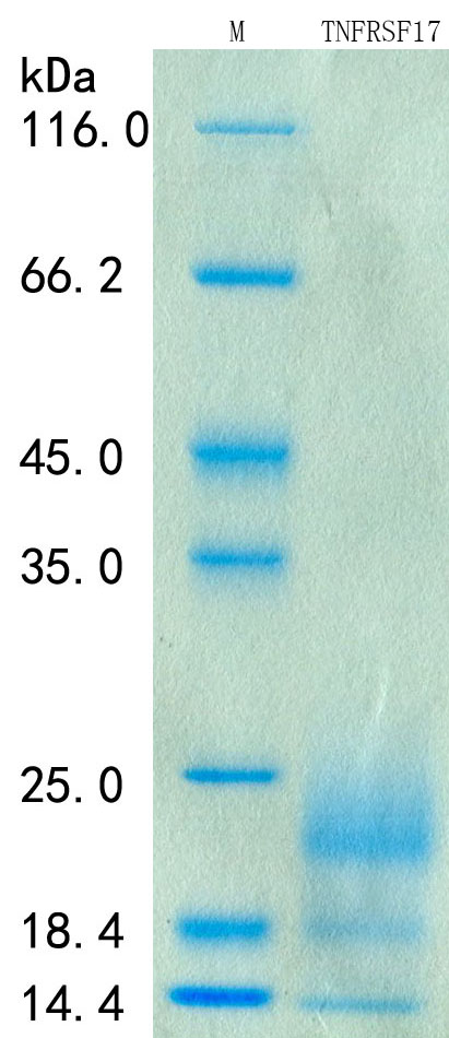 SDS-PAGE - Recombinant Human BCMA Protein Standard (His tag) (AB316439), expandable thumbnail