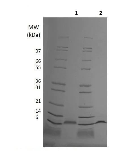 SDS-PAGE - Recombinant Human BD-3 protein (AB255991)