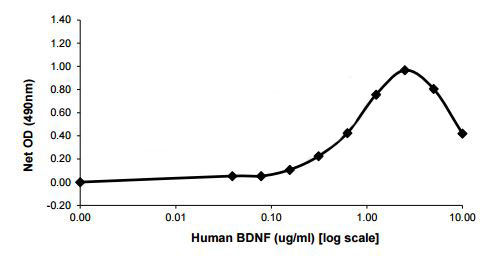 Functional Studies - Recombinant human BDNF protein (AB206642)