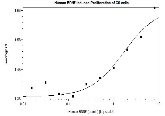 Functional Studies - Recombinant human BDNF protein (AB206642)