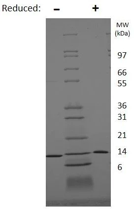 SDS-PAGE - Recombinant human BDNF protein (AB206642)