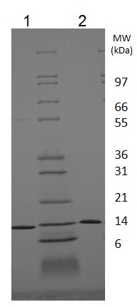 Recombinant human BDNF protein (Animal Free)