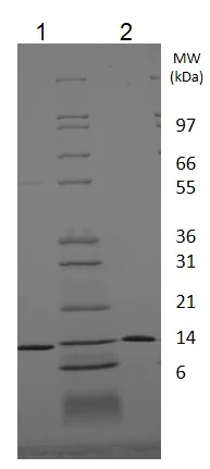 SDS-PAGE - Recombinant human BDNF protein (Animal Free) (AB222178)