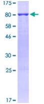 SDS-PAGE - Recombinant Human Beclin 1 protein (AB131770), expandable thumbnail