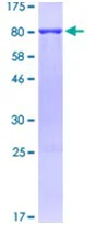 SDS-PAGE - Recombinant Human Beclin 1 protein (GST tag N-Terminus) (AB131770)