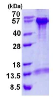 SDS-PAGE - Recombinant Human Beclin 1 protein (His tag N-Terminus) (AB137161)