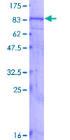 SDS-PAGE - Recombinant Human Bestrophin/BEST1 protein (GST tag N-Terminus) (AB152797)