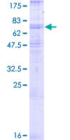 SDS-PAGE - Recombinant Human beta 2 Adrenergic Receptor protein (GST tag N-Terminus) (AB157862)