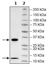 SDS-PAGE - Recombinant Human beta 2 Microglobulin + FCGRT/FCRN protein (His tag C-Terminus, Tag Free) (AB271513)