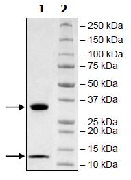 SDS-PAGE - Recombinant Human beta 2 Microglobulin + FCGRT/FCRN protein (Tagged) (AB271513), expandable thumbnail