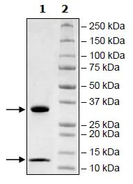 SDS-PAGE - Recombinant Human beta 2 Microglobulin + FCGRT/FCRN protein (Tagged) (AB271513)
