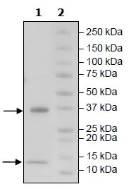 SDS-PAGE - Recombinant Human beta 2 Microglobulin + FCGRT/FCRN protein (Tagged) (Biotin) (AB271512), expandable thumbnail
