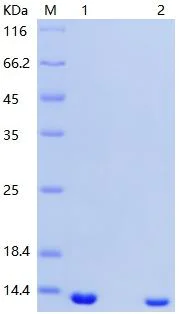 SDS-PAGE - Recombinant Human beta 2 Microglobulin protein (AB151631)