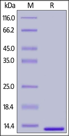 SDS-PAGE - Recombinant Human beta 2 Microglobulin protein (AB220464), expandable thumbnail