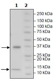 SDS-PAGE - Recombinant Human beta 2 Microglobulin+FCGRT/FCRN (Biotin) (10xHis+Avi C-Term) (AB271512)