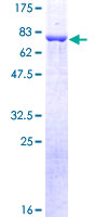 SDS-PAGE - Recombinant Human Beta Arrestin 2 protein (GST tag N-Terminus) (AB132309)