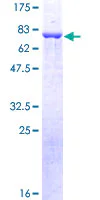 SDS-PAGE - Recombinant Human Beta Arrestin 2 protein (GST tag N-Terminus) (AB132309)