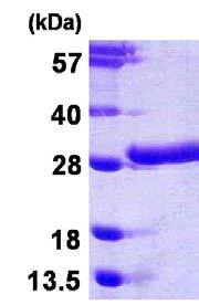 SDS-PAGE - Recombinant Human beta Casein protein (His tag N-Terminus) (AB123168)