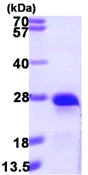 SDS-PAGE - Recombinant Human Beta crystallin S protein (His tag N-Terminus) (AB111642)