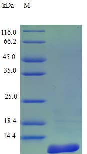 SDS-PAGE - Recombinant human beta Defensin 1 protein (Active) (AB243114)