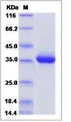SDS-PAGE - Recombinant Human beta Defensin 1 protein (Fc Chimera) (AB276640)