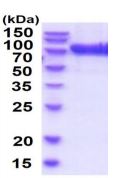 SDS-PAGE - Recombinant human beta glucuronidase (GUSB) protein (Active) (His tag C-Terminus) (AB219458)