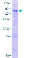 SDS-PAGE - Recombinant Human beta I Tubulin protein (GST tag N-Terminus) (AB164310)