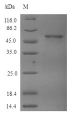 SDS-PAGE - Recombinant Human beta IV Tubulin protein (His tag) (AB236168)
