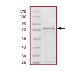 SDS-PAGE - Recombinant Human beta Tubulin protein (AB70187)