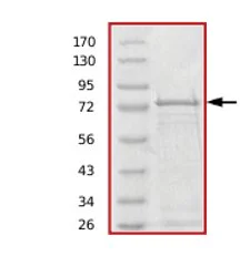 SDS-PAGE - Recombinant Human beta Tubulin protein (GST tag N-Terminus) (AB70187)