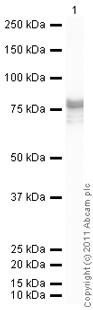 Western blot - Recombinant Human beta Tubulin protein (AB70187)