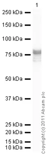 Western blot - Recombinant Human beta Tubulin protein (GST tag N-Terminus) (AB70187)