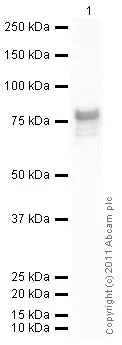 Western blot - Recombinant Human beta Tubulin protein (GST tag N-Terminus) (AB70187)