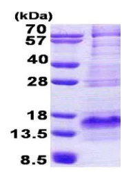 SDS-PAGE - Recombinant Human Bex1 protein (His tag N-Terminus) (AB167840)
