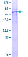 Recombinant Human BFAR protein